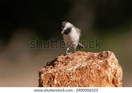 Sombre Tit (Poecile lugubris) on the rock. Blurred and natural background. Small, cute, songbird.
