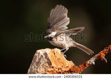 Sombre Tit (Poecile lugubris) on the rock. Blurred and natural background. Small, cute, songbird. Open wings.