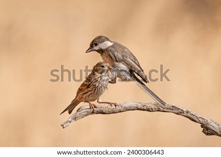 Sombre Titmouse (Poecile lugubris) and European Serine (Poecile lugubris) on juniper branch. Blurred natural background. Small, cute, songbird Blurred natural background. Small, cute, songbird.