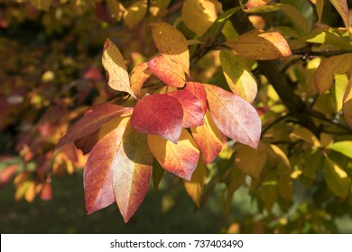 Some Autumn Leaves Of The Tupelo Tree