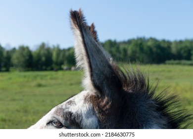 Some Beautiful Donkey Ears On A Blue Sky