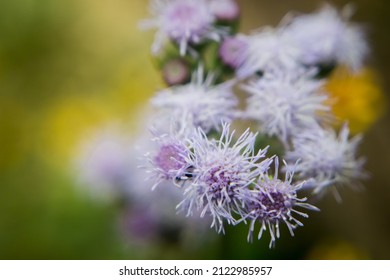 Some Beautiful Floss Flower Bush In The Garden 