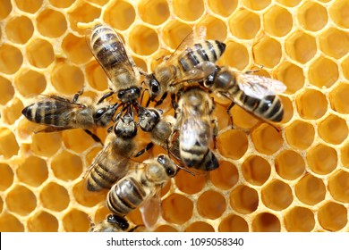 some bees are round a yellow honeycomb