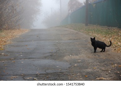 Some believe that black cats crossing a person's path from right to left, is a bad omen - Shutterstock ID 1541753840