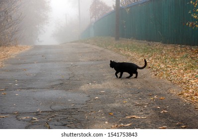 Some believe that black cats crossing a person's path from right to left, is a bad omen - Shutterstock ID 1541753843