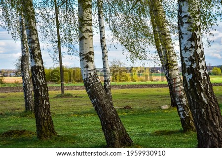 Some birches captured in the countryside Zdjęcia stock © 