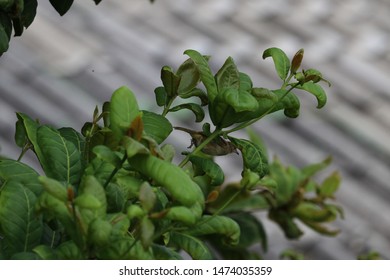 Some bird difference posture on beautiful background green leaf of the Malabar almond, genus Terminalia 