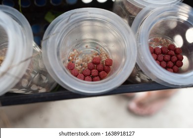 Some Bird Seed In Plastic Container With Black Basket