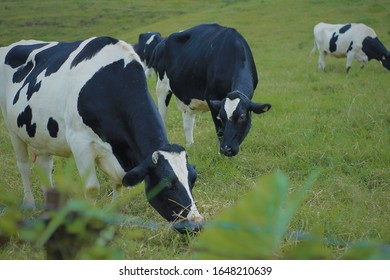 susu sapi images stock photos vectors shutterstock https www shutterstock com image photo some black white cows eating grass 1648210639