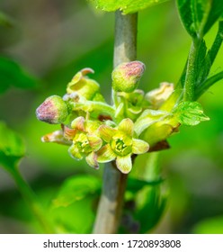 Some Blackcurrant Buds Have Already Blossomed, But Not All.