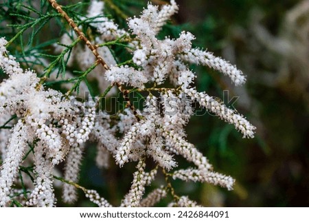 Some branches are covered with white flowers in nature