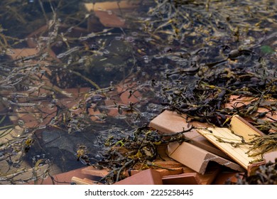 Some Brown Clay Roof Tiles Thrown Into The Water, Among Which Are Water Weeds