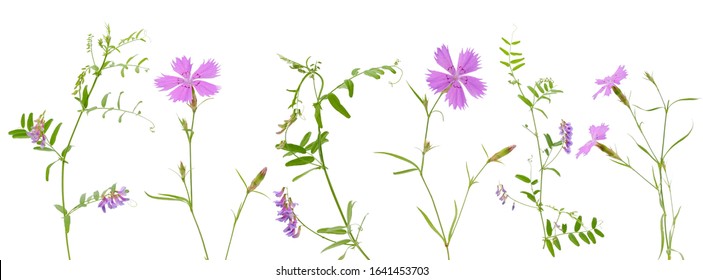 Some carnation pink and wild vetch flowers on stems with leaves isolated on white background