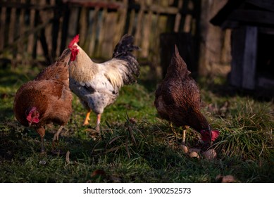 Some Chickens At The Village Farm Walking Through The Green Grass. Domestic Birds Watching Strange  To The Nest With Eggs. Barnyard Fowl Cluster. Gallus Gallus Domesticus Bird Feeding In The Backyard