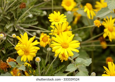 Some Chrysanthemum Coronarium On Flower Bed