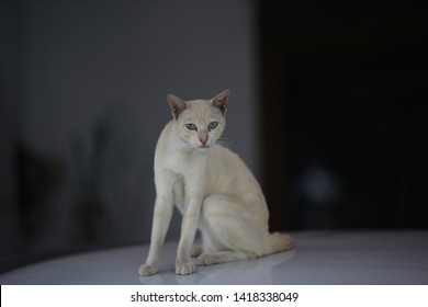 Kucing Liar Images, Stock Photos u0026 Vectors  Shutterstock