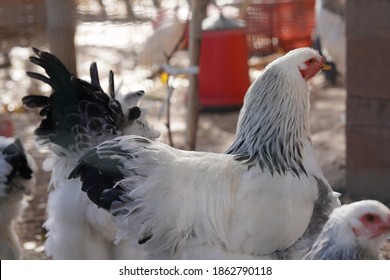 Some Cocks View from the Cage