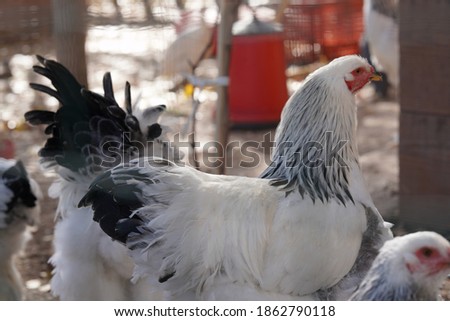 Some Cocks View from the Cage
