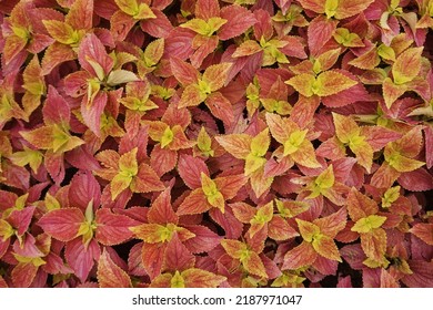 Some Coleus Leaf For Background