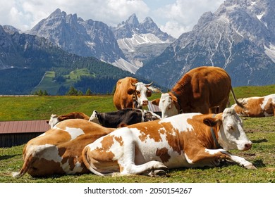 Some cows lying on a mountain meadow with the famous Sesto Dolomites in the background, Alps, South Tyrol, Italy, Europe