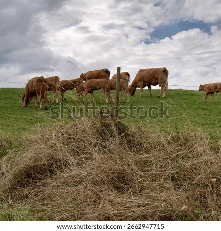 some cows outside between plants and blue sky