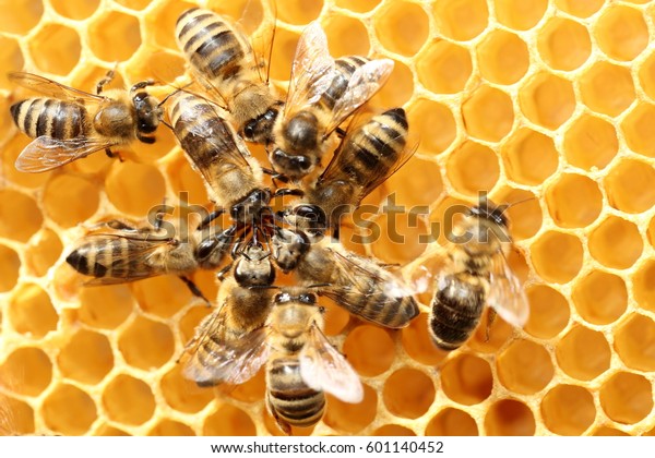 some dancing bees in circle on a beeswax