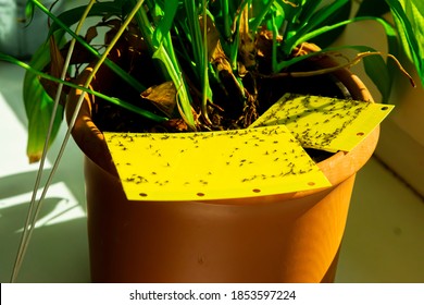 Some Dark-winged Fungus Gnats Are Stuck On A Yellow Sticky Trap