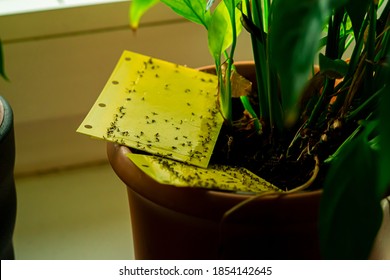 Some Dark-winged Fungus Gnats Are Stuck On Flypaper