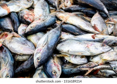 Some Dead Fish From Negombo Fish Market