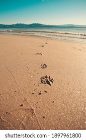 Some Dog Paws Draw On The Sand Of The Beach During A Bright Day In Vertical