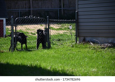 Some Dogs Hanging Out In A Backyard Behind A Wire Fence. Picture Taken In A Kansas City Neighborhood.