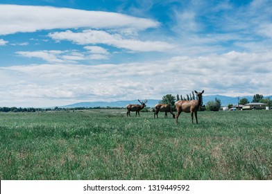 Some Elk In Sheridan, WY