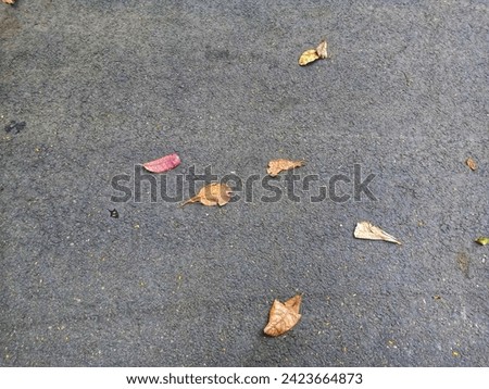 some fallen leaves on the asphalt road at the side of the park road