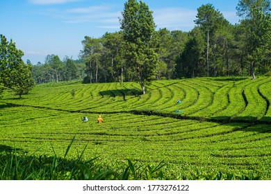 Some Farmers In The Tea Plantation In Lembang, Bandung, Indonesia