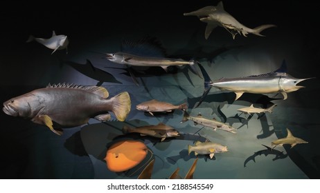 Some of the fishes occurring in the Northern Territory cast in fiberglass for display: Barramundi-Billfish-Spinner Shark-Black Marlin-Giant Grouper-Great Barracuda-Giant Hammerhead. Darwin-Australia.