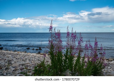 Some Flowers By The Shore In Öland