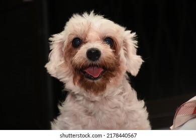 Some Focus Of Toy Poodle Called Happy, White Poodle Dog Smiling Happily.