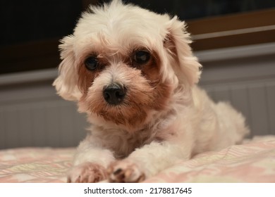 Some Focus Of Toy Poodle Called Happy, White Poodle Dog Smiling Happily.