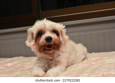 Some Focus Of Toy Poodle Called Happy, White Poodle Dog Smiling Happily.