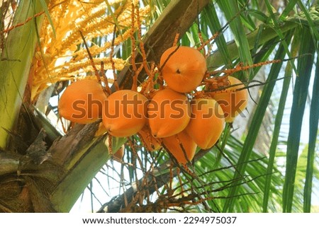 Some fresh growing orange coconuts in the garden