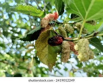 Some fresh mulberries are ripe with a combination of red and black. Unripe mulberry fruit is yellowish green.The photo of the mulberry fruit plant is also beautiful, a combination of focus with a blur