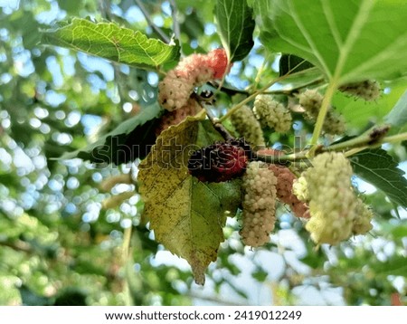 Some fresh mulberries are ripe with a combination of red and black. Unripe mulberry fruit is yellowish green.The photo of the mulberry fruit plant is also beautiful, a combination of focus with a blur