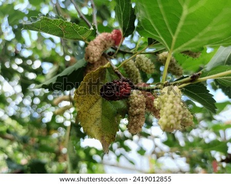 Some fresh mulberries are ripe with a combination of red and black.Unripe mulberry fruit is yellowish green. The photo of the mulberry fruit plant is also beautiful, a combination of focus with a blur