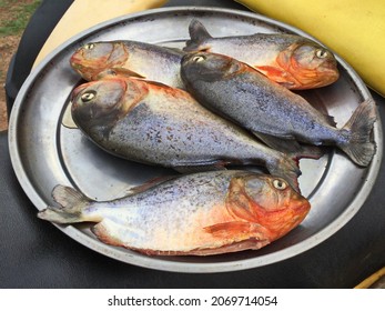Some fresh piranhas ready to be fried. - Shutterstock ID 2069714054