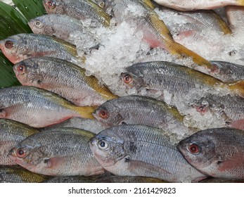 Some Fresh Yellowtail Fish With Ice.