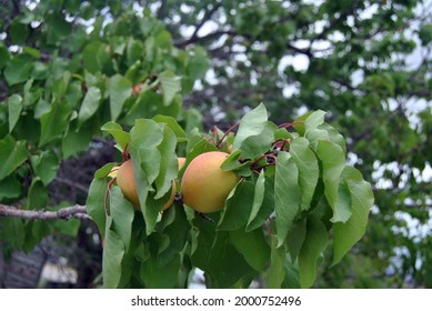 Some Friut Growing On A Tree