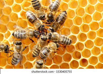 some honey bees in circle on a bee hive