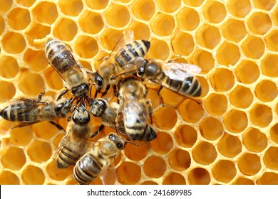 some honey bees are working in team