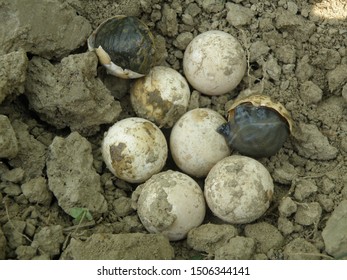 some indian flapshell turtle eggs found from the cultivated field,sundarban,west bengal,indai,asia.