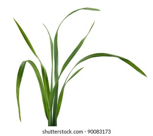 Some Isolated Fresh Green Blades Of Grass